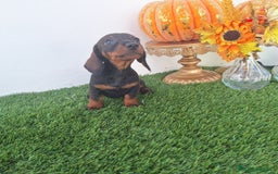 Teckel Miniatura perros en venta: TECKEL MINIATURA  - Imagen 1