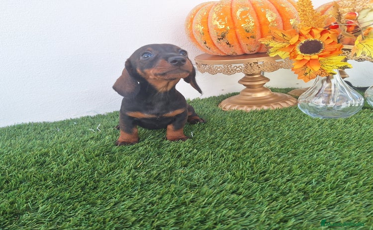 Teckel Miniatura perros - Anuncio 2