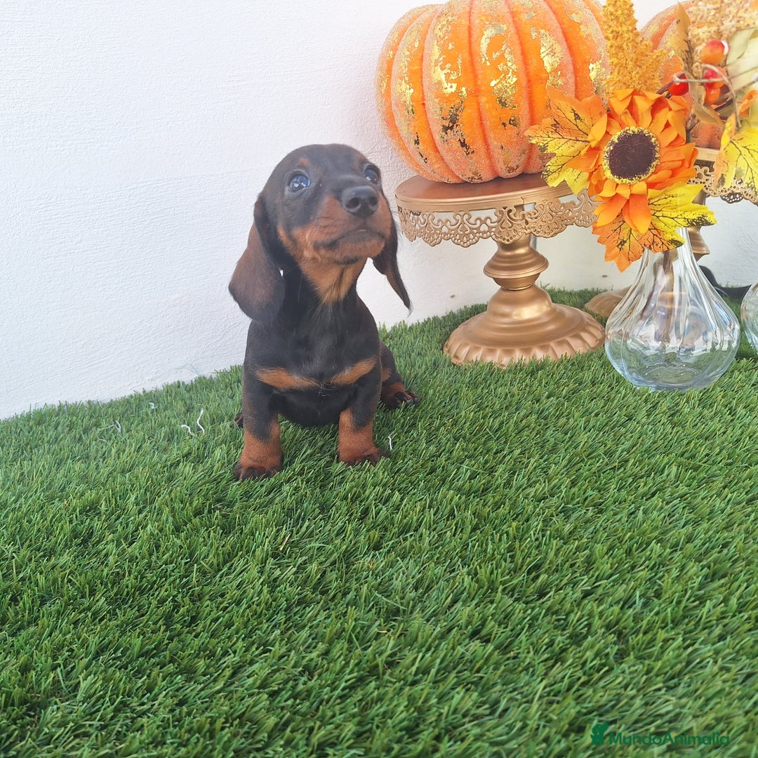 Teckel Miniatura perros en venta: TECKEL MINIATURA  - Imagen 1
