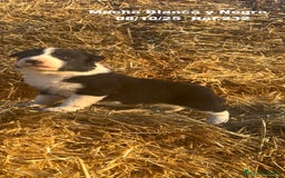 Border Collie perros en venta: BORDER COLLIE - Anuncio 2