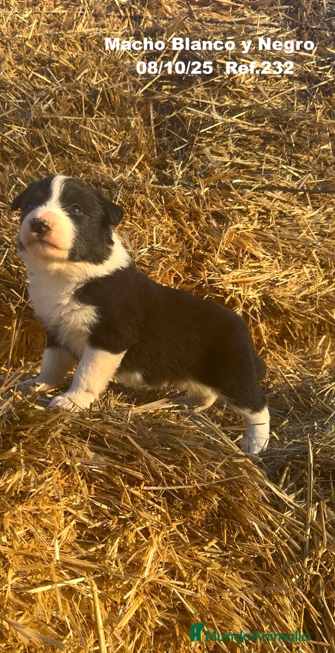 Border Collie perros en venta: BORDER COLLIE - Anuncio 2