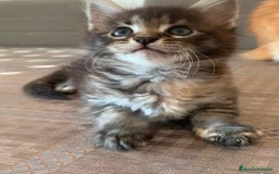 Maine Coon gatos en venta: Maine coon - Imagen 2