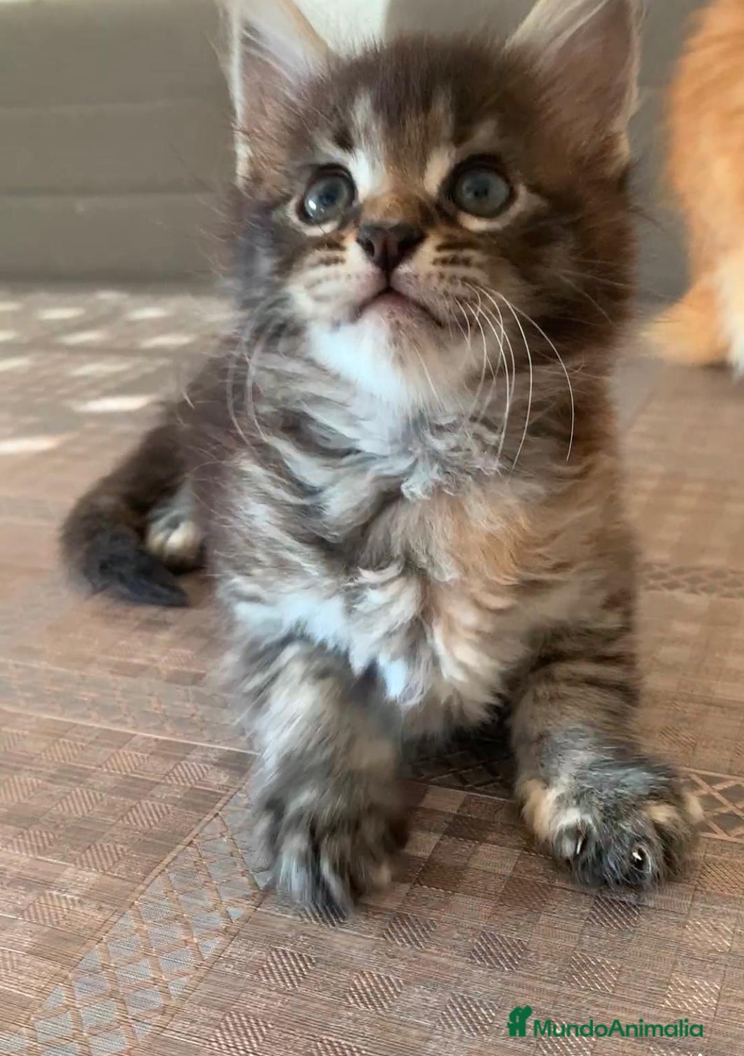 Maine Coon gatos en venta: Maine coon - Imagen 2