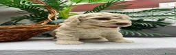 Perro de Agua Español perros en venta: PERRO DE AGUA ESPAÑOL-RABON - Anuncio 12