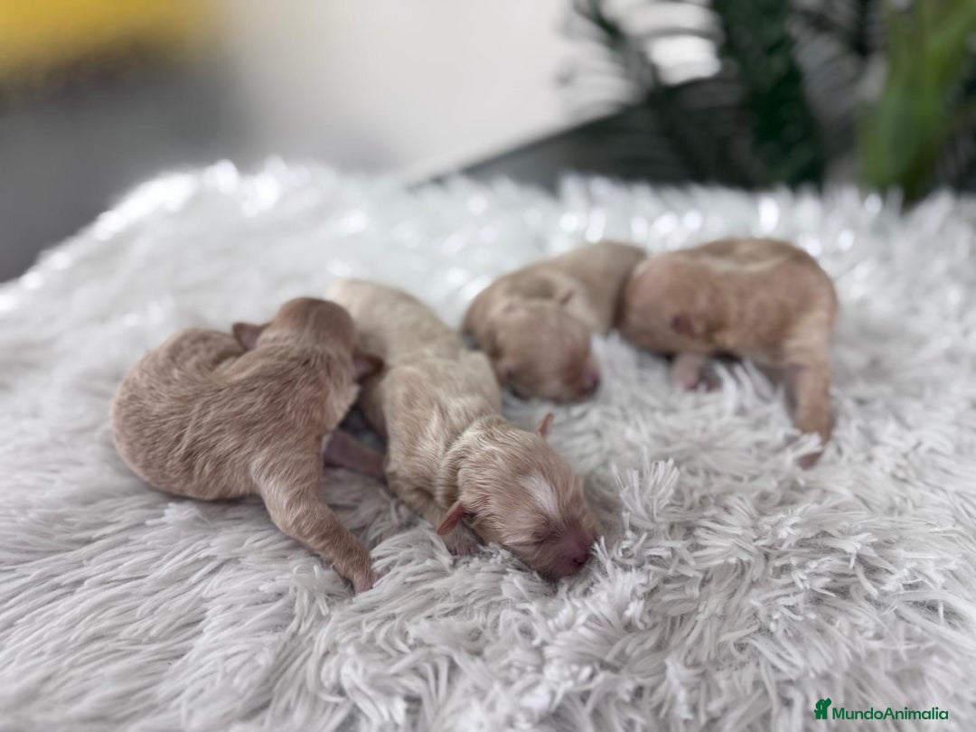 Maltipoo perros en venta: MALTIPOO MACHOS - Imagen 10