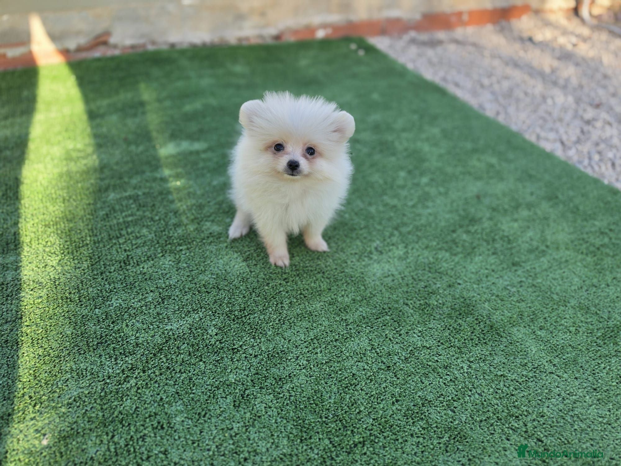 Pomerania perros Pomerania blanca hembra - Anuncio 1