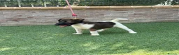 Fox Terrier de Pelo Liso perros en venta: Cachorra fox pelo liso - Anuncio 7