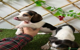 Beagle perros en venta: CACHORRITA BEAGLE - Imagen 2