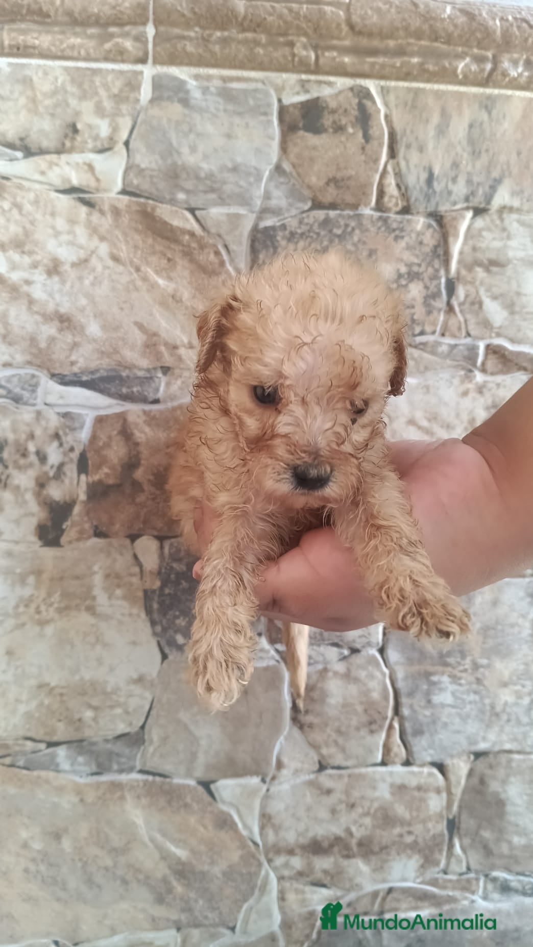 Caniche Toy perros Caniche apricot Toy🐶🐾 - Anuncio 1