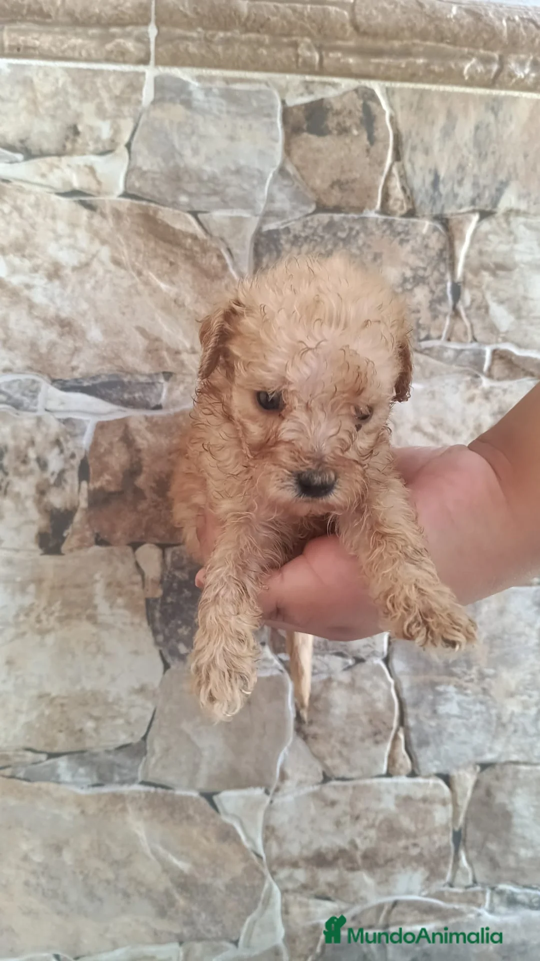 Caniche Toy perros en venta: Caniche apricot Toy🐶🐾 - Anuncio 1