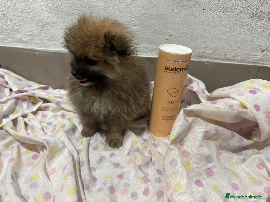 Pomerania perros en venta: Lulu pomerania mini toy  - Imagen 20