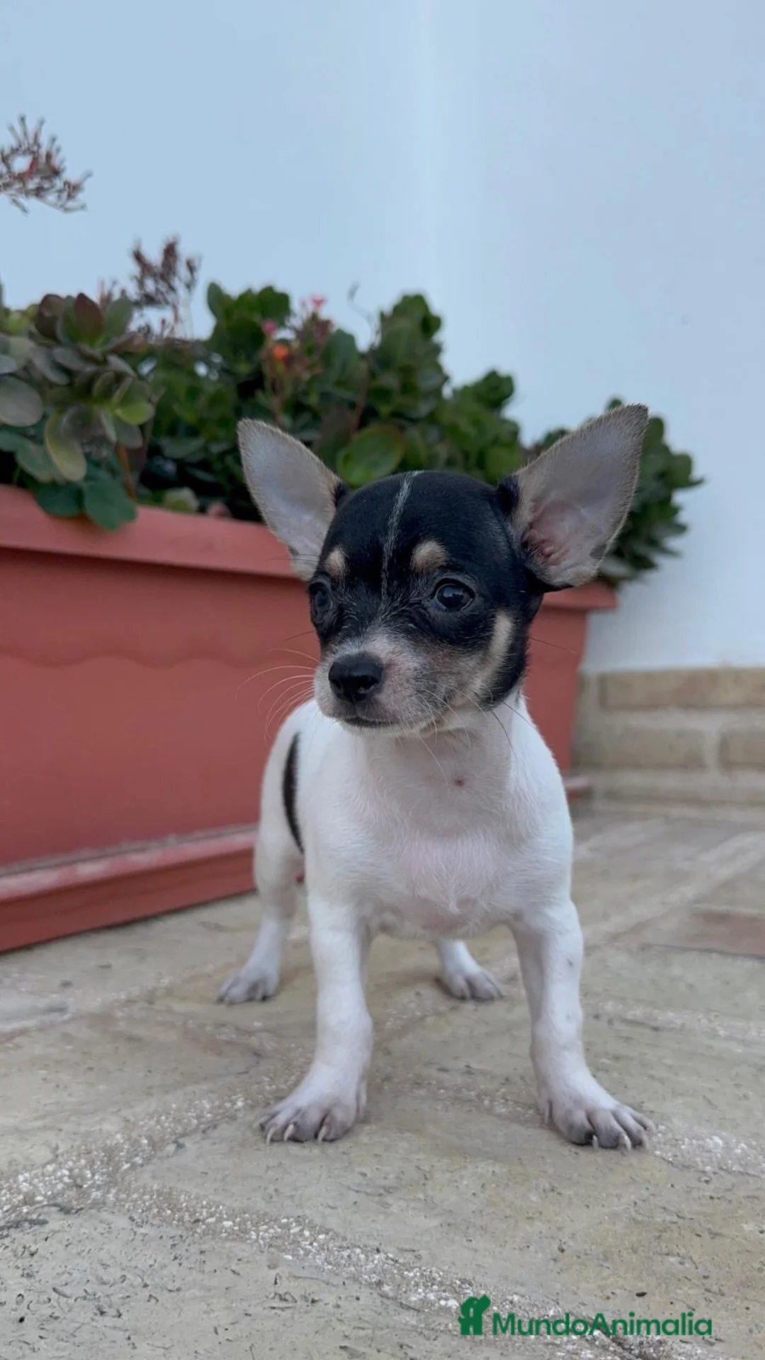 Chihuahua perros en venta: CHIHUAHUA HEMBRA – PEQUEÑITA Y MUY BONITA  - Anuncio 2