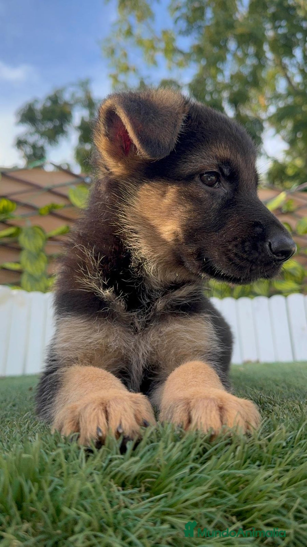 Pastor Alemán perros en venta: PASTOR ALEMAN HEMBRA - Imagen 8