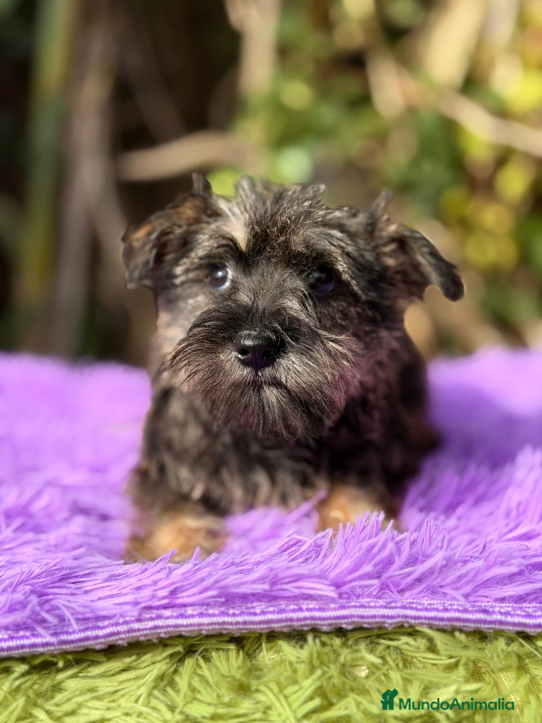 Schnauzer Miniatura perros en venta: Schnauzer miniatura hembra  - Anuncio 4