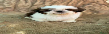 Shih Tzu 1