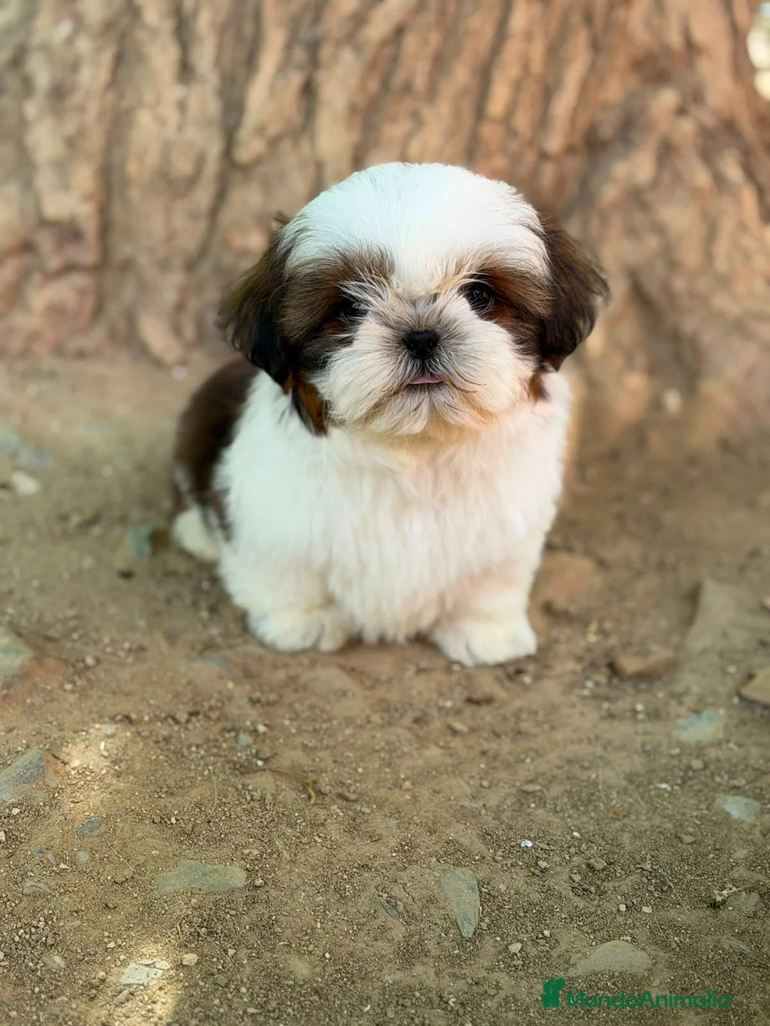 Shih Tzu perros en venta: SHIH TZU TRICOLOR - Anuncio 1