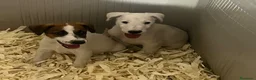 Fox Terrier de Pelo Liso perros en venta: Fox terrier  - Anuncio 4