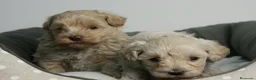 Maltipoo perros en venta: CACHORROS DE MALTIPOO  - Anuncio 7
