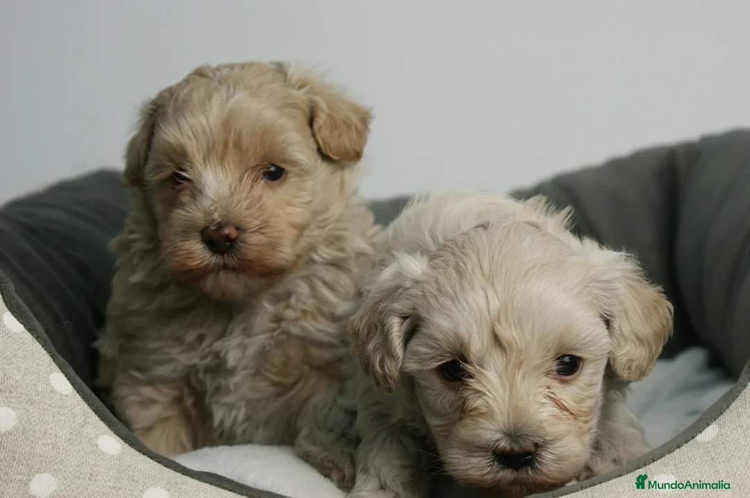 Maltipoo perros en venta: CACHORROS DE MALTIPOO  - Anuncio 7