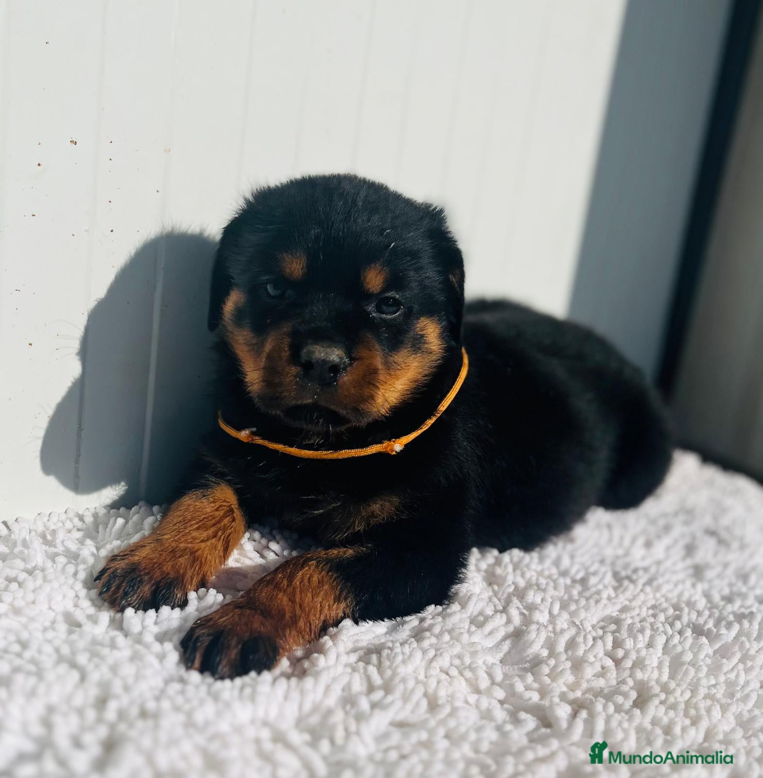 Rottweiler perros  Rottweiler  - Anuncio 2