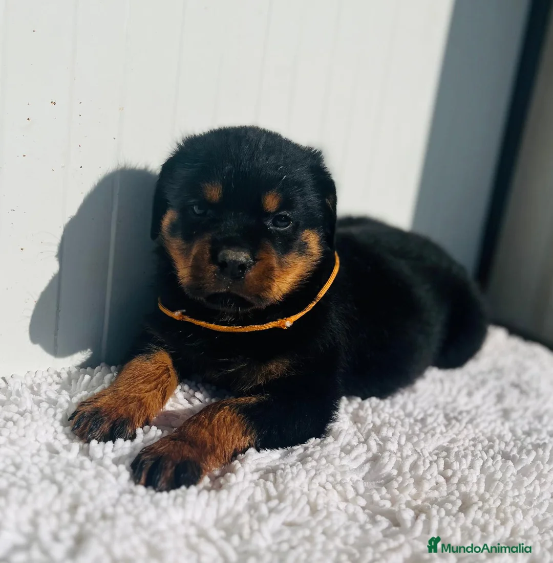 Rottweiler perros en venta:  Rottweiler  en Sevilla - Anuncio 1