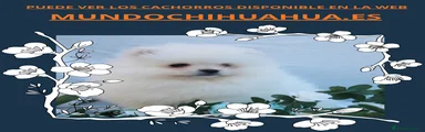 Pomerania Cachorro 2