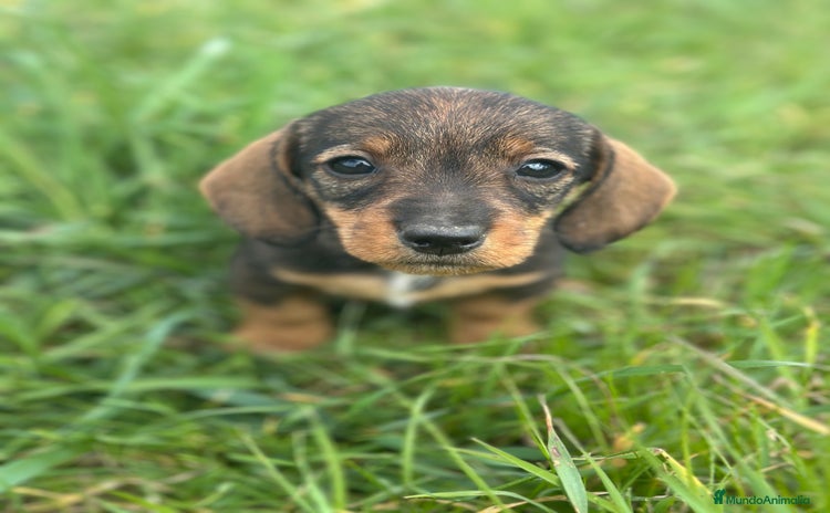 Teckel Miniatura perros - Anuncio 2