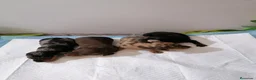 Teckel Miniatura perros en venta: Teckel mini  - Anuncio 4