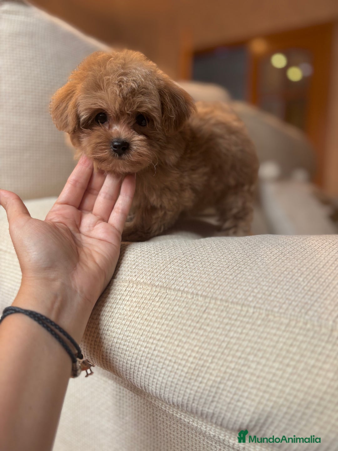 Maltipoo perros en venta: Maltipoo toy hembra  - Anuncio 3