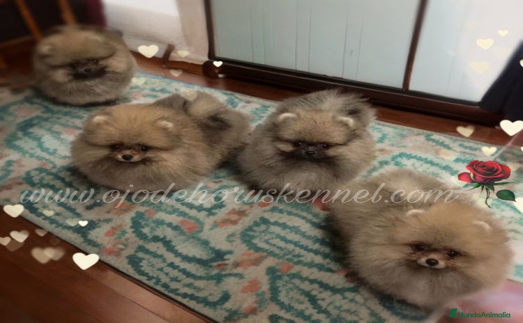 Pomerania perros - Anuncio 2