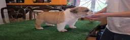 Bulldog Inglés perros en venta: Bulldog ingles HEMBRA  - Anuncio 3