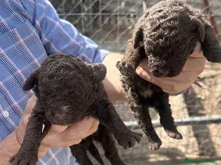 Perro de Agua Español perros PERRO DE AGUA ESPAÑOL - Anuncio 1