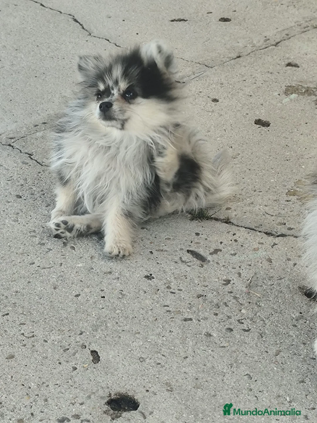 Pomerania perros en venta: POMERANIA TOY  - Anuncio 2