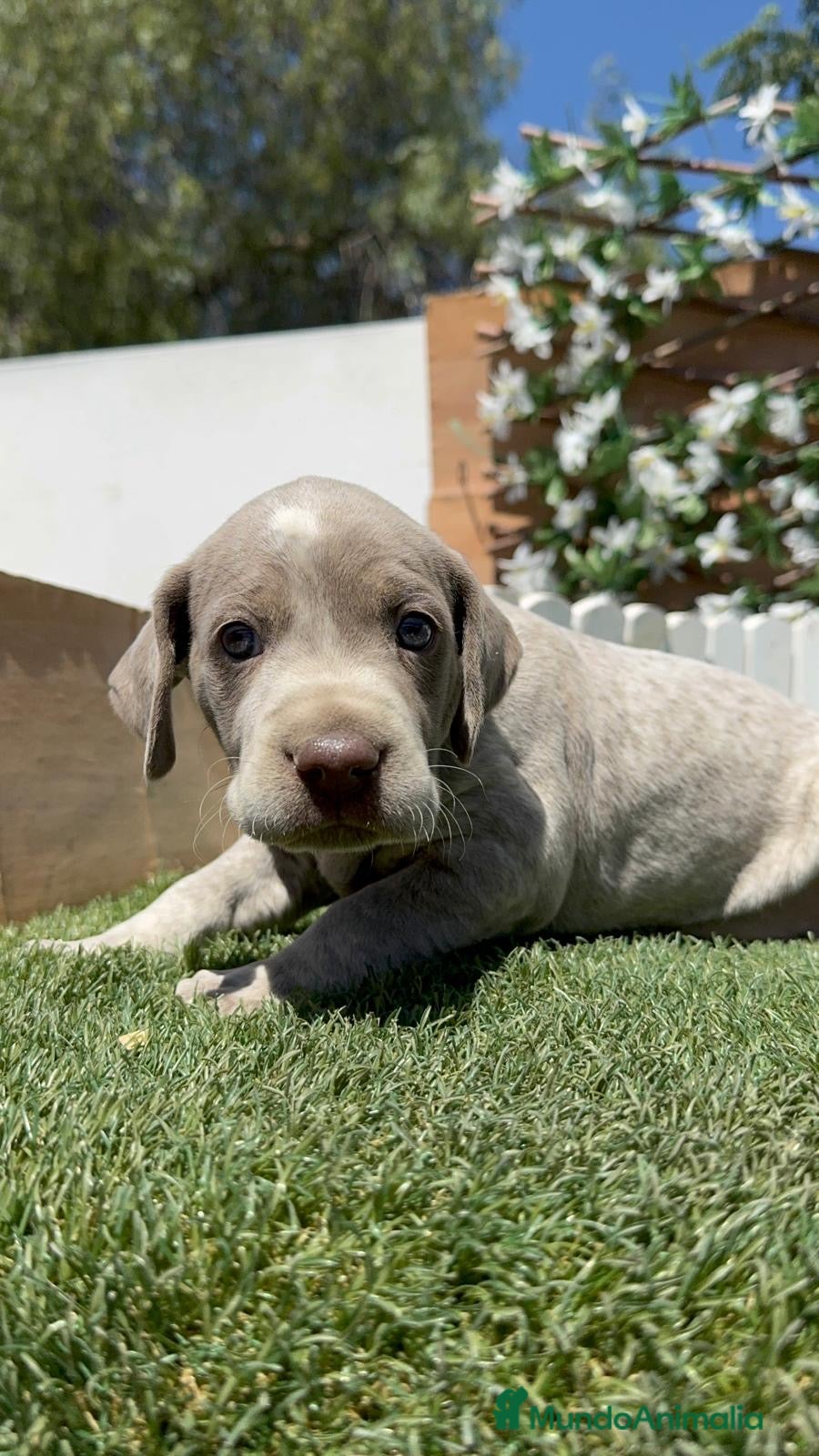 Braco Alemán de Pelo Corto perros en venta: BRACO ALEMAN - Anuncio 14