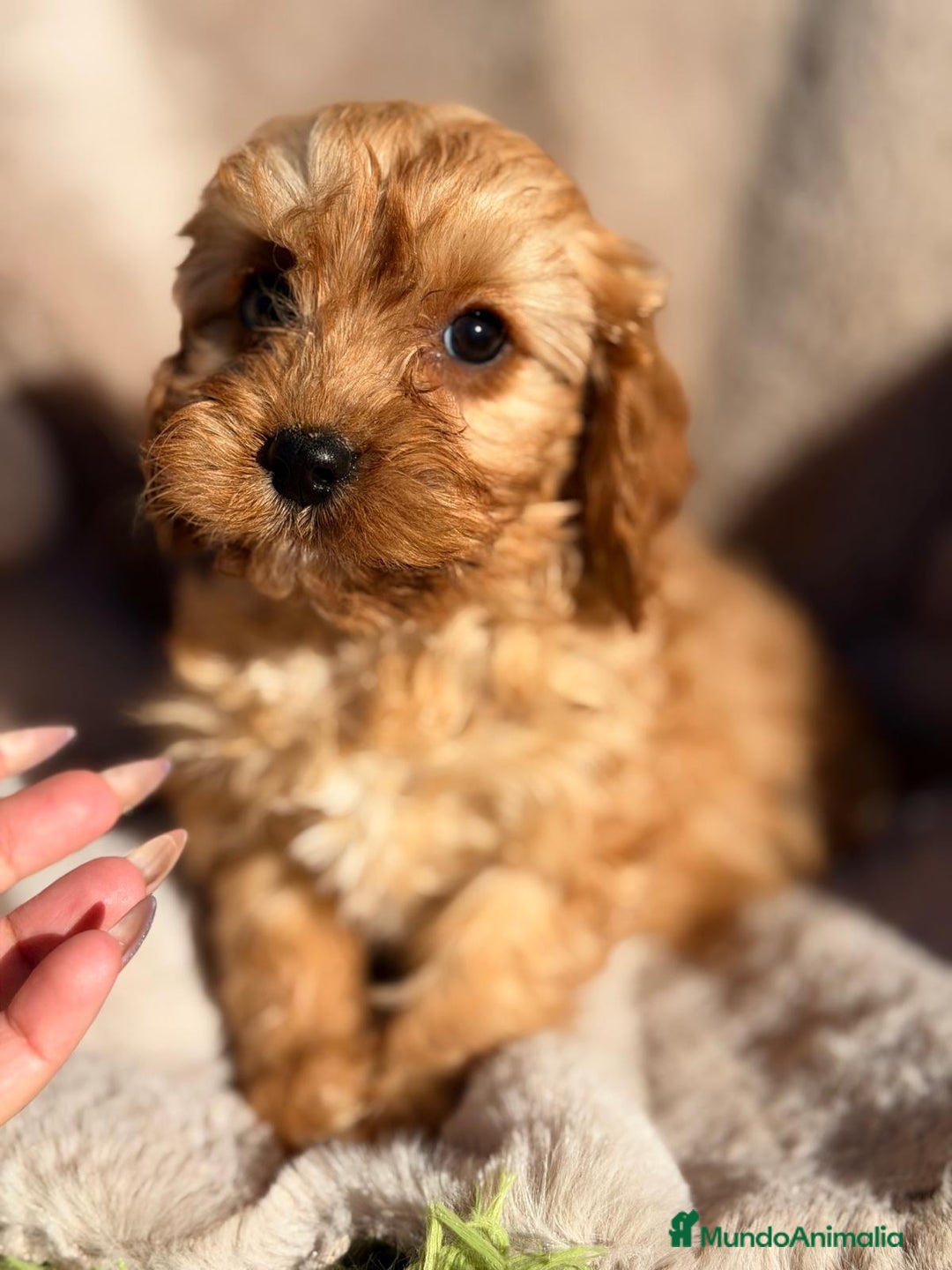Cavapoo perros en venta: CAVAPOO MACHITO Y HEMBRA - Anuncio 5