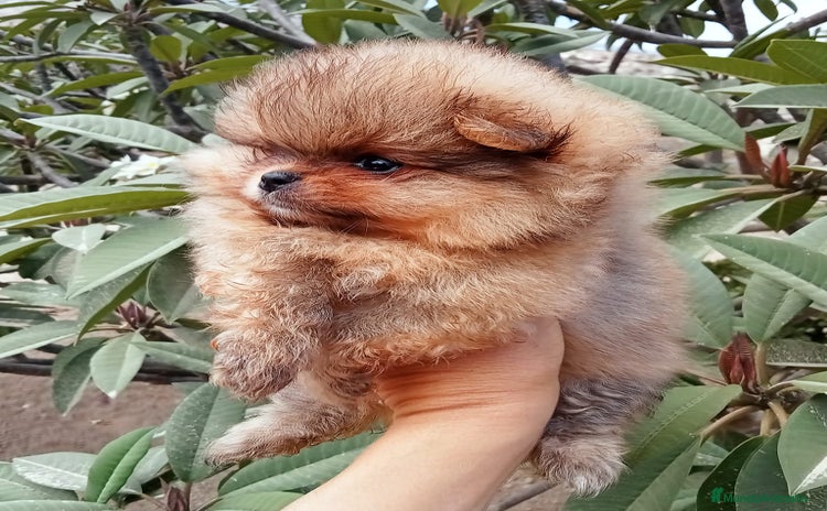 Pomerania perros - Propaganda 1