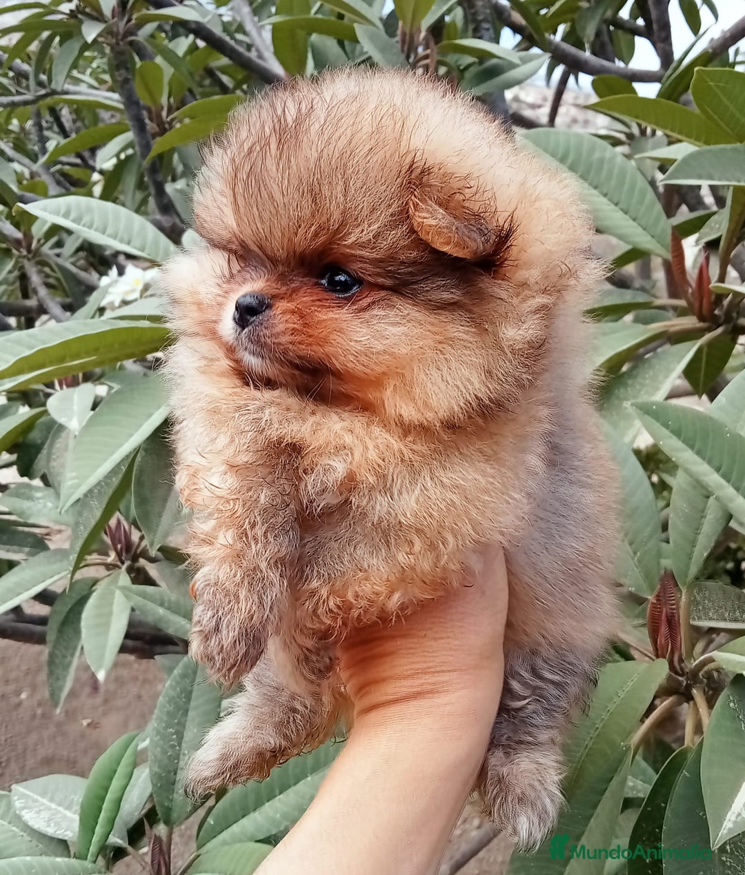 Pomerania perros en venta: Camada de pomerania nano - Imagen 1