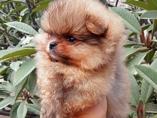 Pomerania perros - Anuncio 4