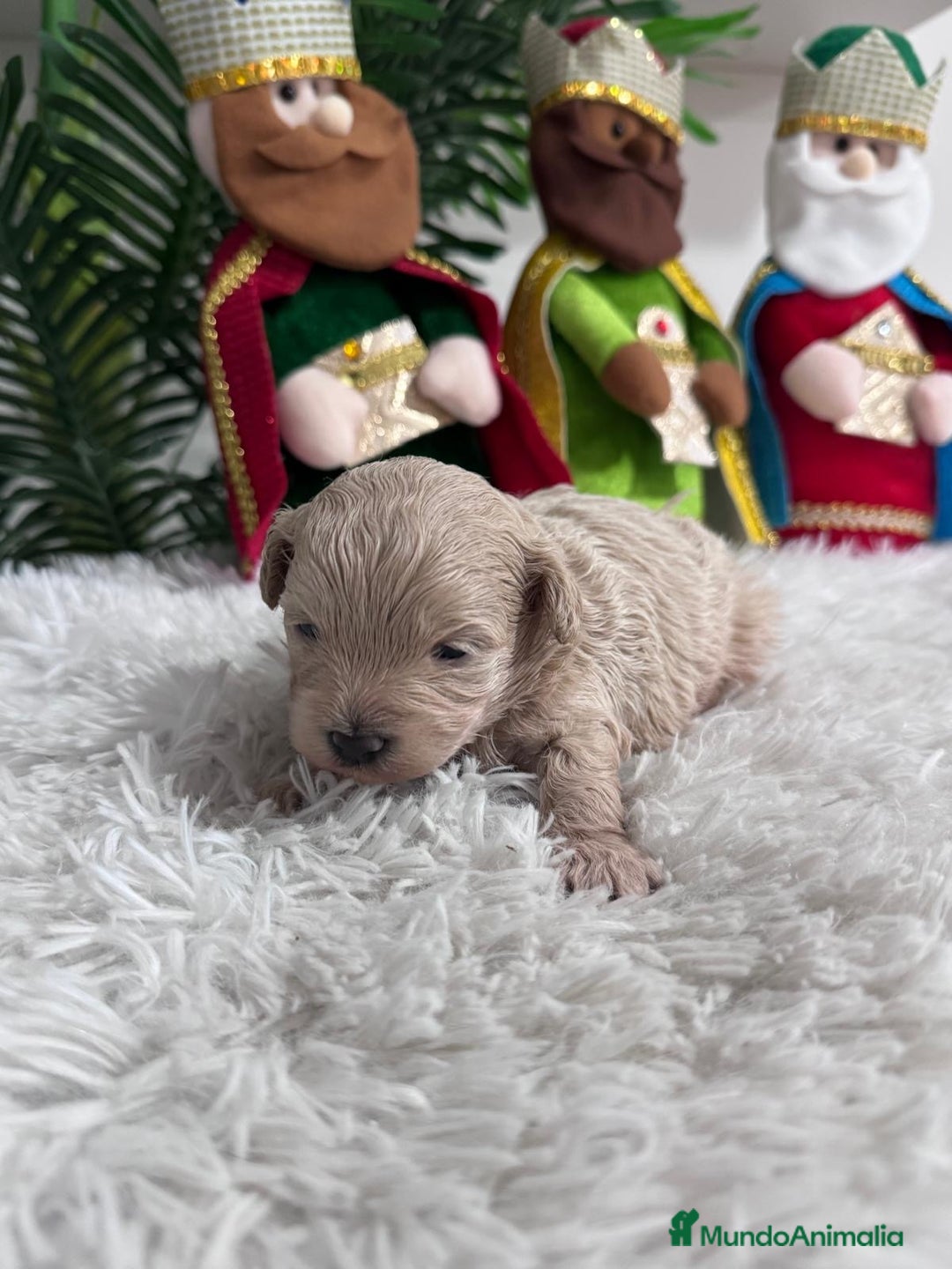 Maltipoo perros en venta: MALTIPOO MACHO - Anuncio 1