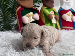 Maltipoo perros MALTIPOO MACHO - Anuncio 4