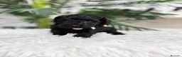 Caniche Enano perros en venta: CANICHE ENANO - Anuncio 2