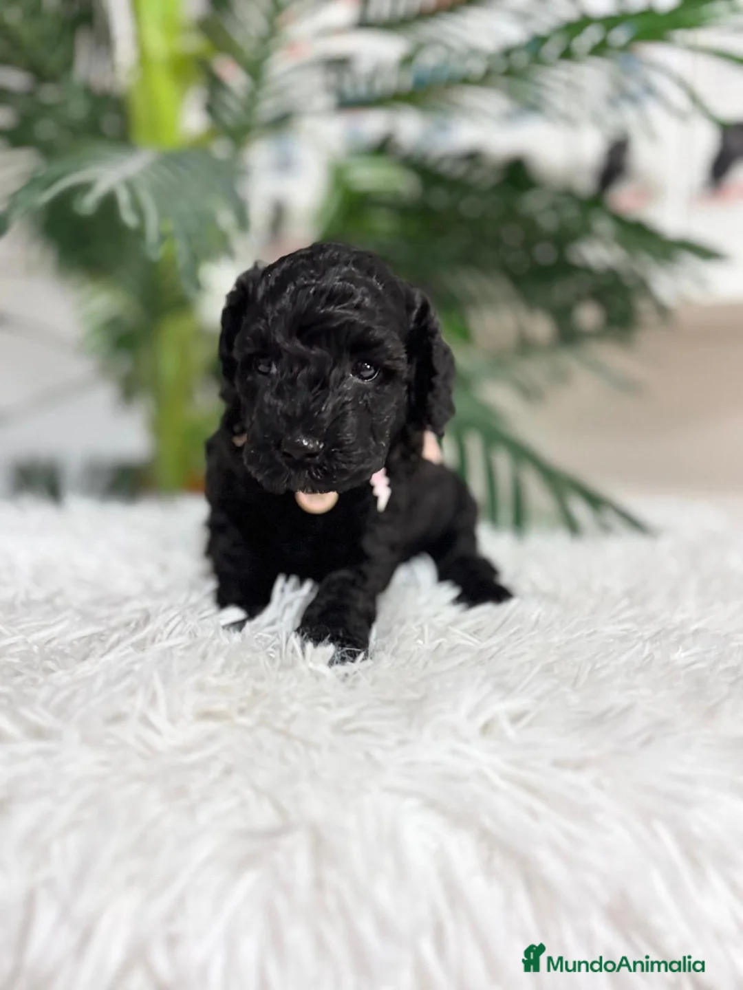 Caniche Enano perros en venta: CANICHE ENANO - Anuncio 2