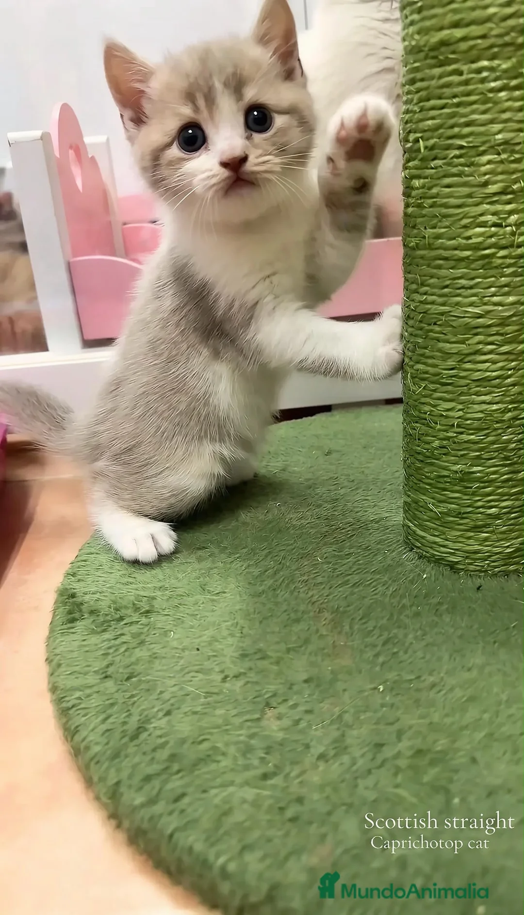 Británico de Pelo Corto gatos en venta: Gatitos británicos  - Anuncio 2