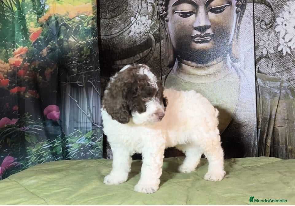 Perro de Agua Español perros Perro de agua  - Anuncio 13