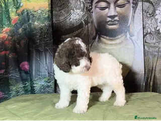 Perro de Agua Español perros Perro de agua - Anuncio 13