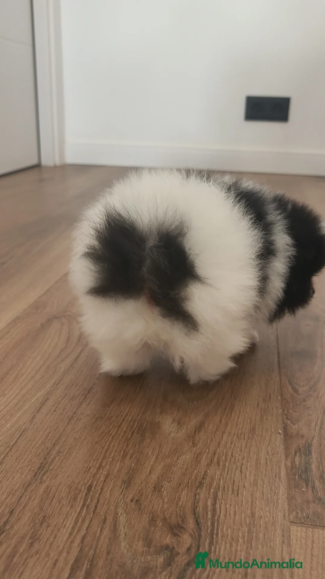 Pomerania perros en venta: Pomerania TOY Party ♀️♂️ - Anuncio 13