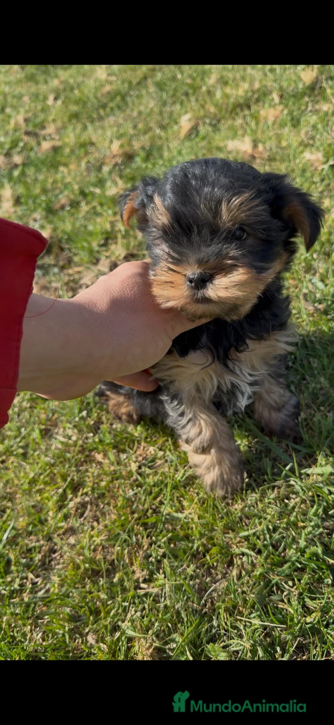 Yorkshire Terrier perros en venta: Yorkshire toy - Anuncio 2