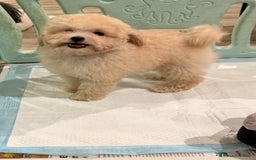 Caniche Toy perros en venta: Monísima Caniche Toy - Imagen 8