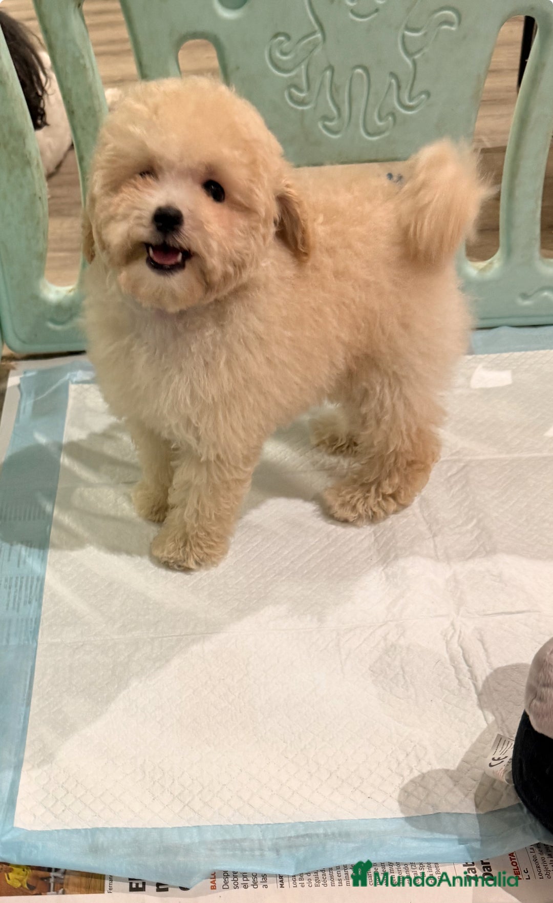 Caniche Toy perros en venta: Monísima Caniche Toy - Imagen 8
