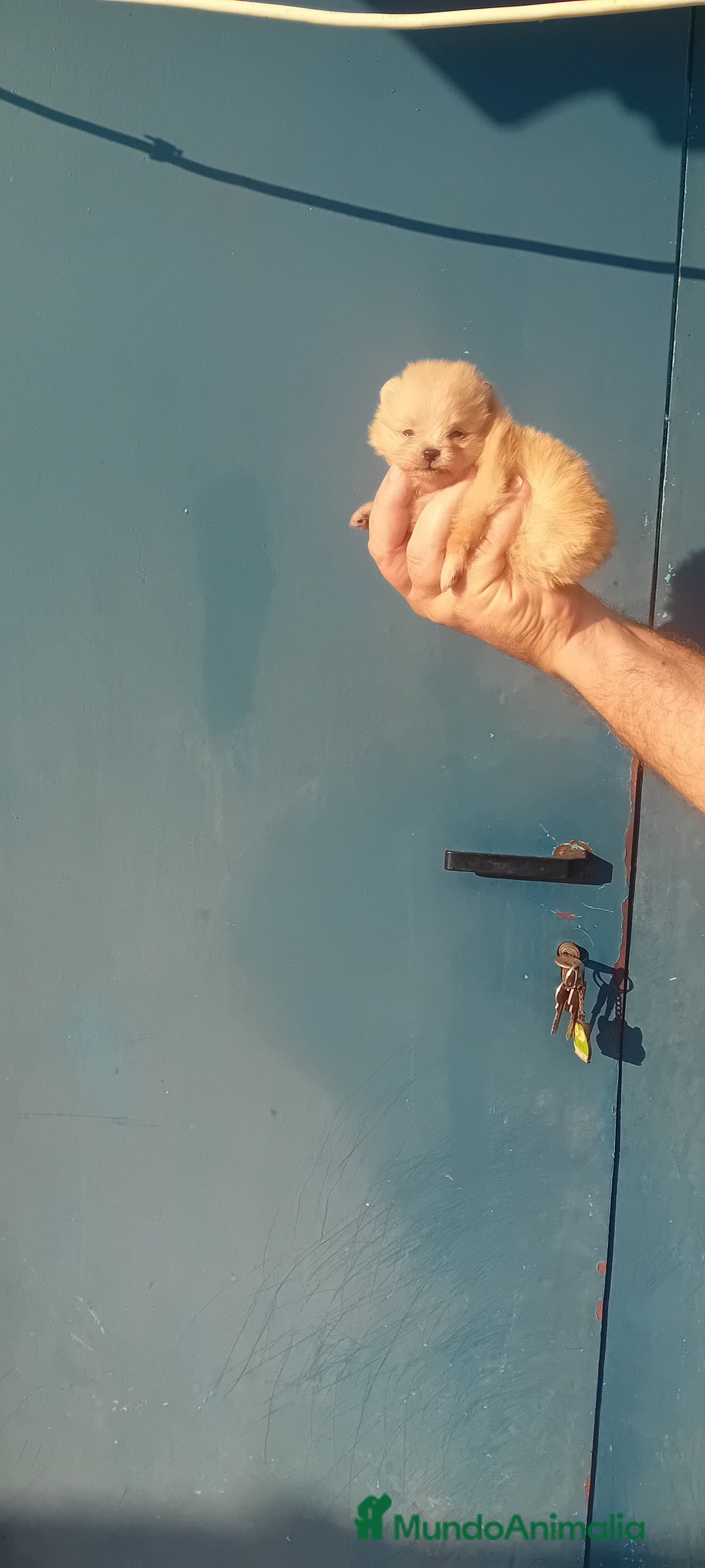 Pomerania perros en venta: ⚜️ Pomerania ositos Boo 🐾⚜️ - Imagen 7